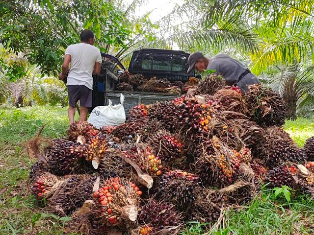 Awal September Harga Sawit Naik Bicara Apa Adanya