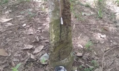 Produksi Petani Karet