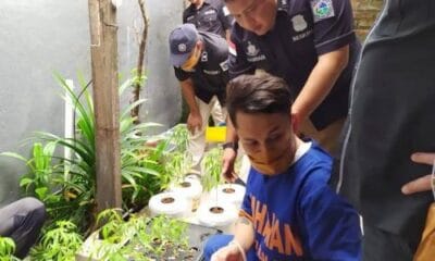 Kebun Ganja Hidroponik