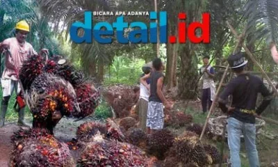 Harga TBS Turun Drastis