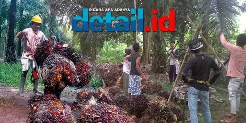 Harga TBS Turun Drastis