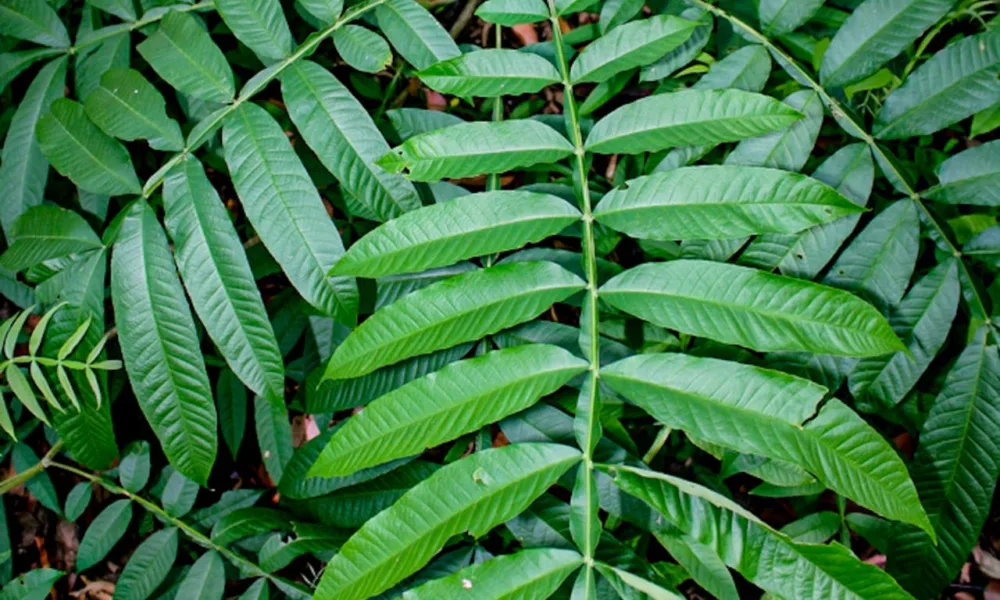 Daun Sungkai Diujicoba Jadi Obat Herbal untuk Pasien Corona