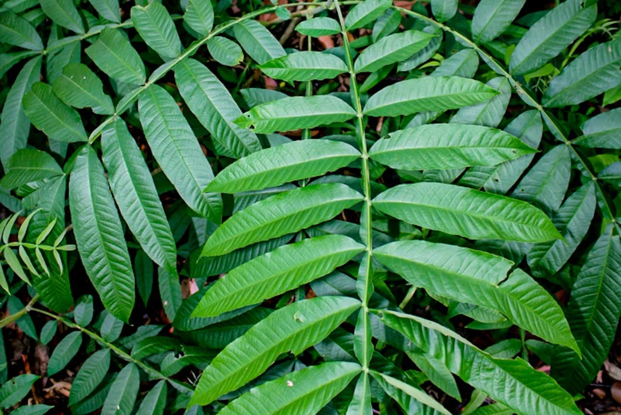 Daun Sungkai Diujicoba Jadi Obat Herbal untuk Pasien Corona