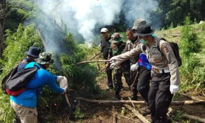 BNN Sumut Musnahkan 8 Hektar Ladang Ganja Milik Warga