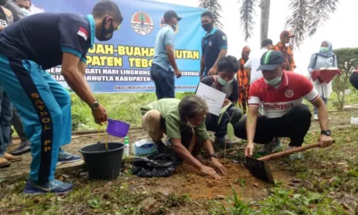 Bersama Temenggung SAD, Bupati Tebo Tanam Pohon Buah Hutan yang Sudah Langka 
