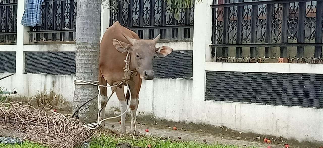 Sapi Kurban