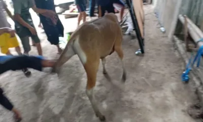 Sapi Mengamuk Saat akan Disembelih, Satu Warga Kena Tendang