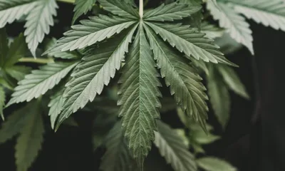 Kementan Tetapkan Ganja Sebagai Tanaman Obat Binaan