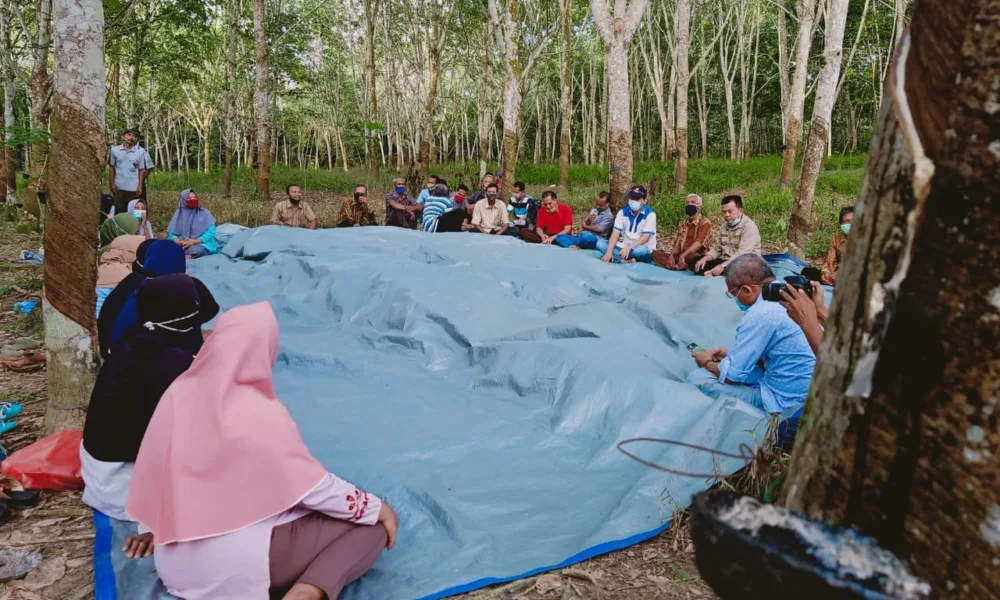 Dialog di Tengah Kebun Karet, Petani: Al Haris Beri Solusi untuk Petani Karet