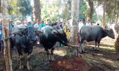 Tradisi Bantai Kerbau