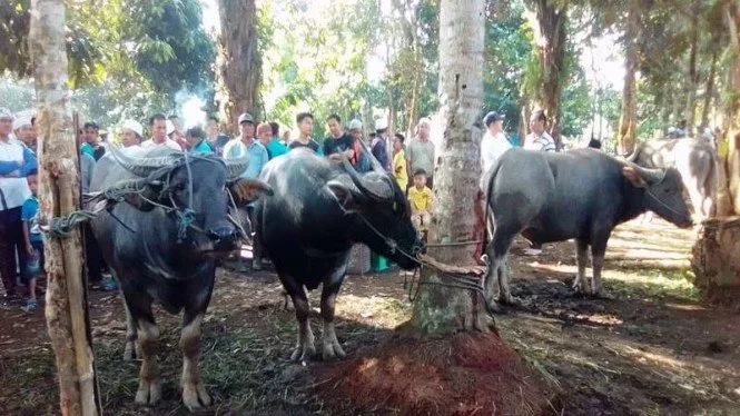 Tradisi Bantai Kerbau