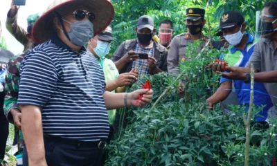 Bupati Safrial Panen Raya