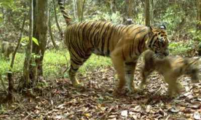 Harimau Memangsa Sapi