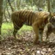 Harimau Memangsa Sapi