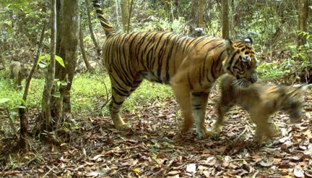 Harimau Memangsa Sapi