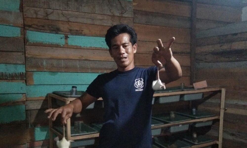 tikus putih
