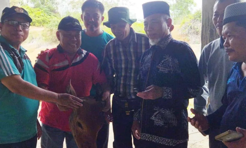 Kepala sapi yang diserahkan kepada Bupati Merangin sebagai bentuk penghargaan kepada kepala daerah dari PKJM Merangin. (DETAIL/Daryanto)