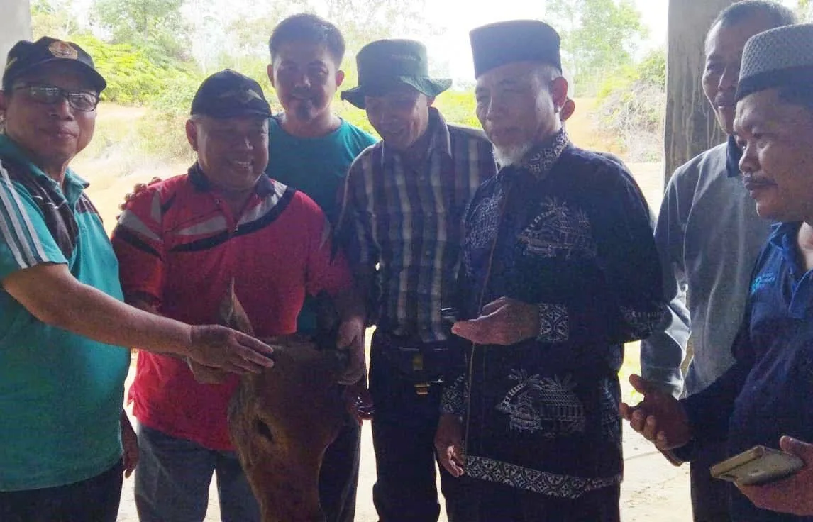 Kepala sapi yang diserahkan kepada Bupati Merangin sebagai bentuk penghargaan kepada kepala daerah dari PKJM Merangin. (DETAIL/Daryanto)