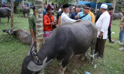 Kerbau yang di serahkan Bupati Merangin untuk di bantai pada acara sambut Ramadhan.(DETAIL/ist)