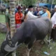 Kerbau yang di serahkan Bupati Merangin untuk di bantai pada acara sambut Ramadhan.(DETAIL/ist)