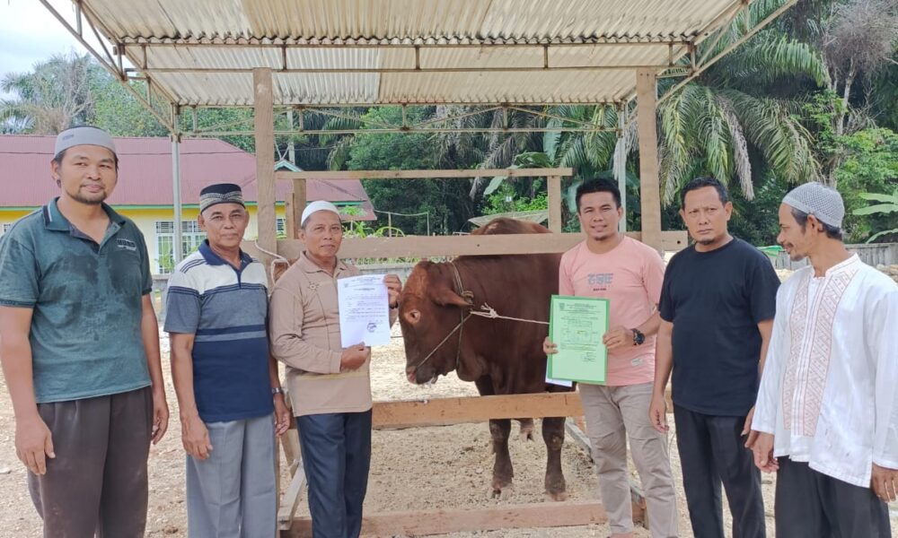 Sapi kurban dari Presiden Joko Widodo, setelah diterima panitia kurban Masjid Baiturrahman Desa Tambang Emas. (DETAIL/Daryanto)