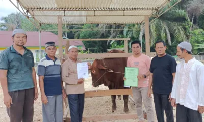 Sapi kurban dari Presiden Joko Widodo, setelah diterima panitia kurban Masjid Baiturrahman Desa Tambang Emas. (DETAIL/Daryanto)