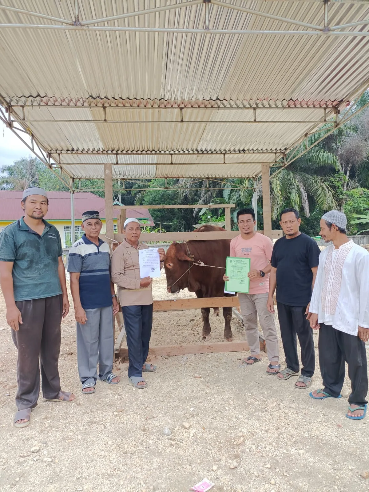 Sapi kurban dari Presiden Joko Widodo, setelah diterima panitia kurban Masjid Baiturrahman Desa Tambang Emas. (DETAIL/Daryanto)