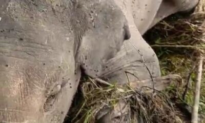 Bangkai gajah yang tersangkut di tepi Sngai Batang Tabir terlihat mulai dikerubungi llalat. (DETAIL/ist)