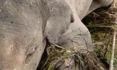 Bangkai gajah yang tersangkut di tepi Sngai Batang Tabir terlihat mulai dikerubungi llalat. (DETAIL/ist)