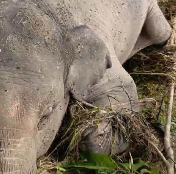 Bangkai gajah yang tersangkut di tepi Sngai Batang Tabir terlihat mulai dikerubungi llalat. (DETAIL/ist)