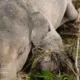 Bangkai gajah yang tersangkut di tepi Sngai Batang Tabir terlihat mulai dikerubungi llalat. (DETAIL/ist)
