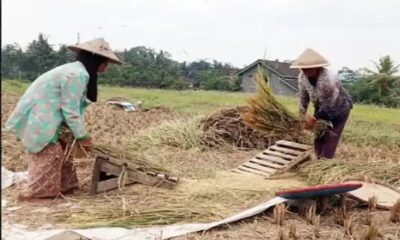 BPS Sumut melakukan survei dan menemukan fakta soal harga gabah di tingkat petani maupun kilang.