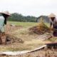 BPS Sumut melakukan survei dan menemukan fakta soal harga gabah di tingkat petani maupun kilang.