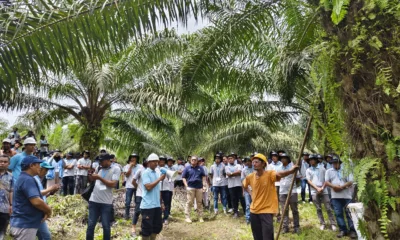 BPDPKS, Ditjenbun Kementan, dan IPB Training menggelar pelatihan bagi para petani sawit swadaya di Aceh. (ist)