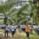 BPDPKS, Ditjenbun Kementan, dan IPB Training menggelar pelatihan bagi para petani sawit swadaya di Aceh. (ist)