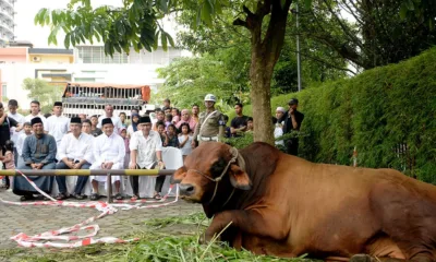 Pj Gubsu Hasanudin memberikan hewan kurban berupa seekor sapi dengan bobot lebih 1 ton di Hari Raya Idul Adha 1445 H, Senin, 17 Juni 2024. (ist)