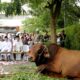 Pj Gubsu Hasanudin memberikan hewan kurban berupa seekor sapi dengan bobot lebih 1 ton di Hari Raya Idul Adha 1445 H, Senin, 17 Juni 2024. (ist)