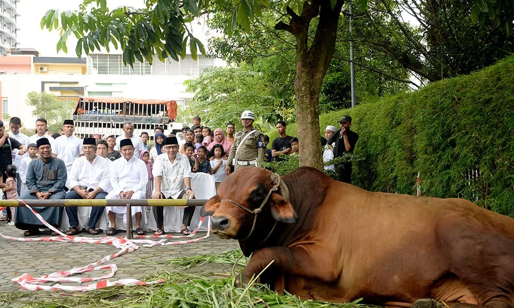 Pj Gubsu Hasanudin memberikan hewan kurban berupa seekor sapi dengan bobot lebih 1 ton di Hari Raya Idul Adha 1445 H, Senin, 17 Juni 2024. (ist)