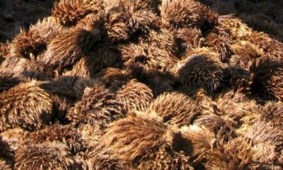 Tandan Kosong Kelapa Sawit (TKKS) (ist)