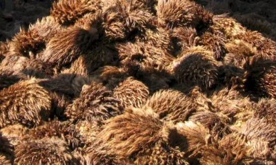 Tandan Kosong Kelapa Sawit (TKKS) (ist)