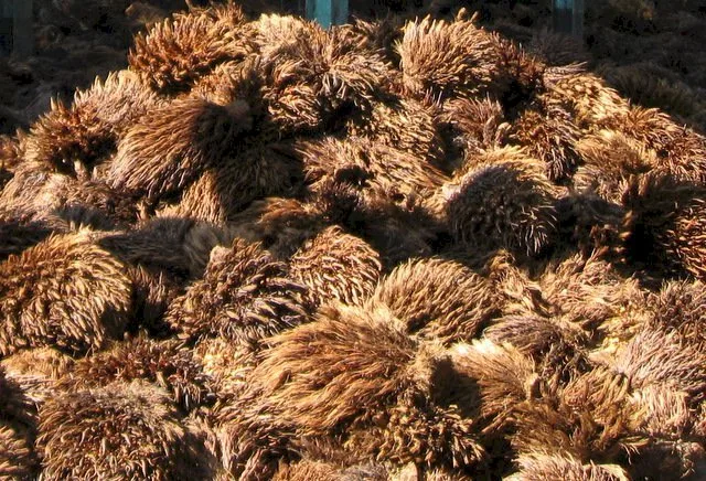 Tandan Kosong Kelapa Sawit (TKKS) (ist)