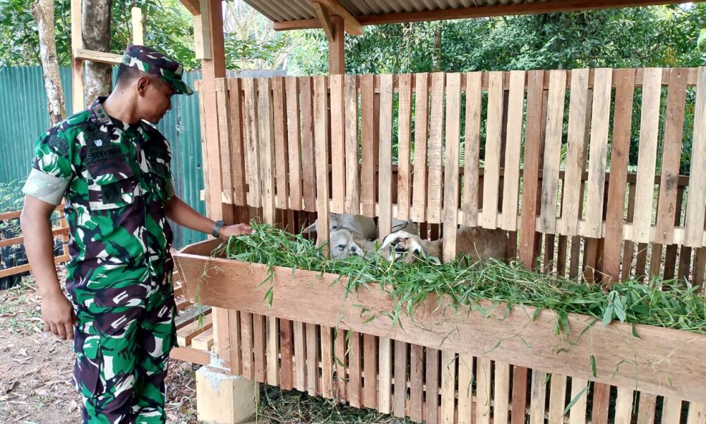 Dandim 0420/Sarko, Letkol Inf Suyono, penghobi pelihara kambing. (Detail/Daryanto)