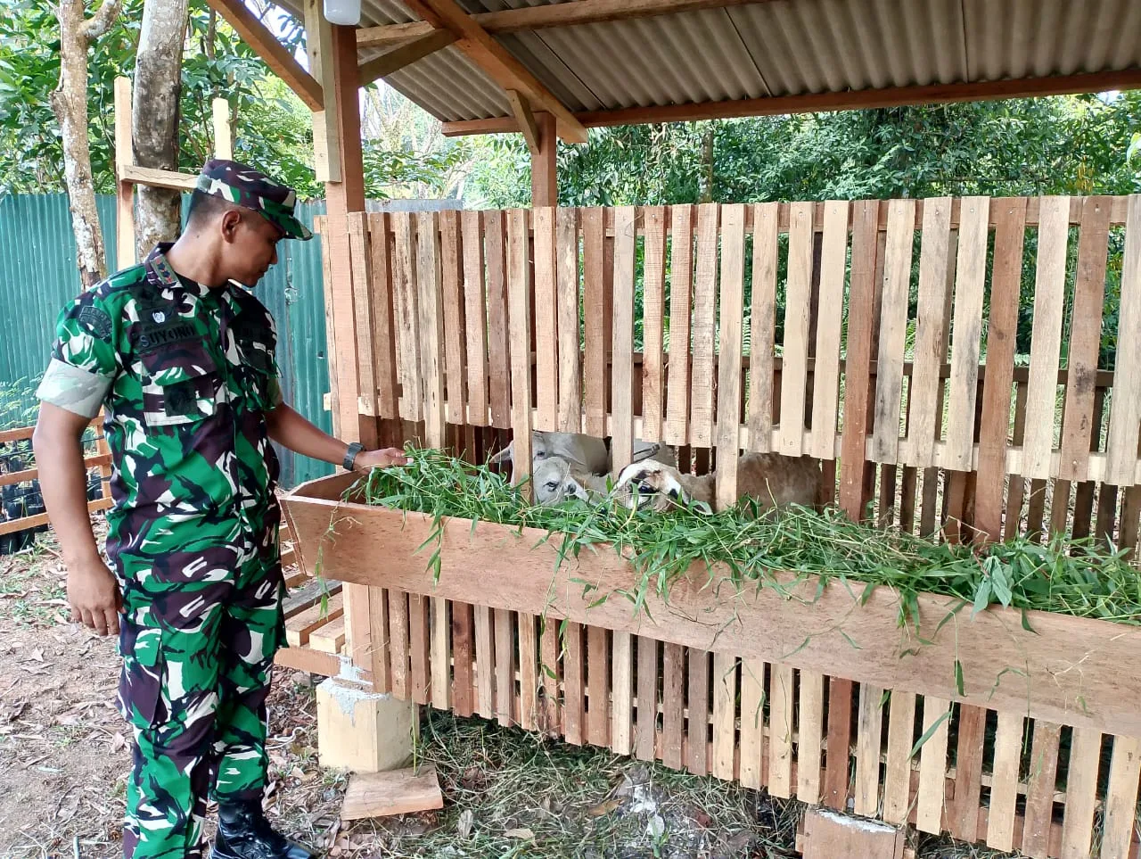 Dandim 0420/Sarko, Letkol Inf Suyono, penghobi pelihara kambing. (Detail/Daryanto)