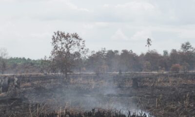 Lokasi konsesi PT Sungai Bahar Pasifik bekas terbakar. (dok. Perkumpulan Hijau)