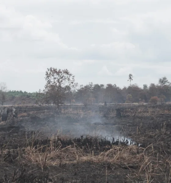 Lokasi konsesi PT Sungai Bahar Pasifik bekas terbakar. (dok. Perkumpulan Hijau)