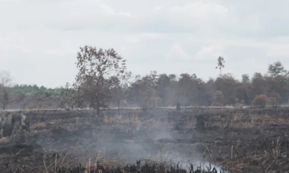 Lokasi konsesi PT Sungai Bahar Pasifik bekas terbakar. (dok. Perkumpulan Hijau)