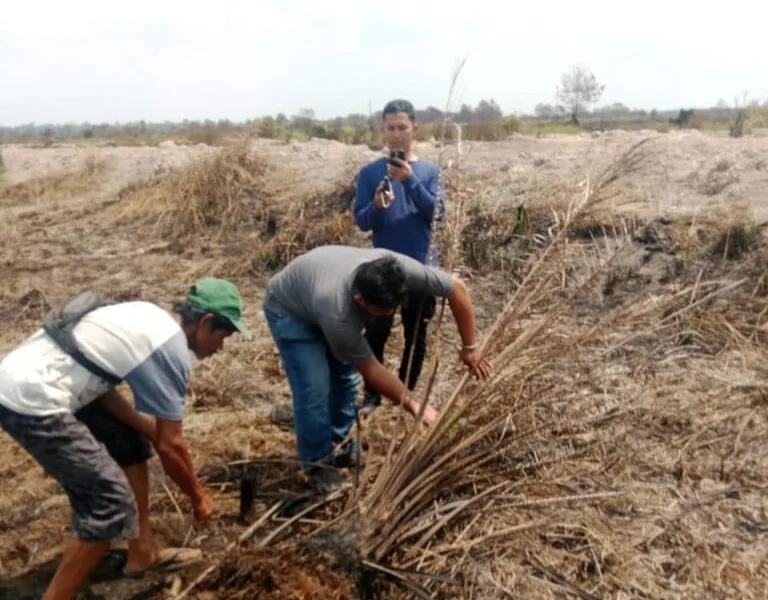 Pengambilan sampel di lokasi karhutla, kawasan PT AMM. (Ist)