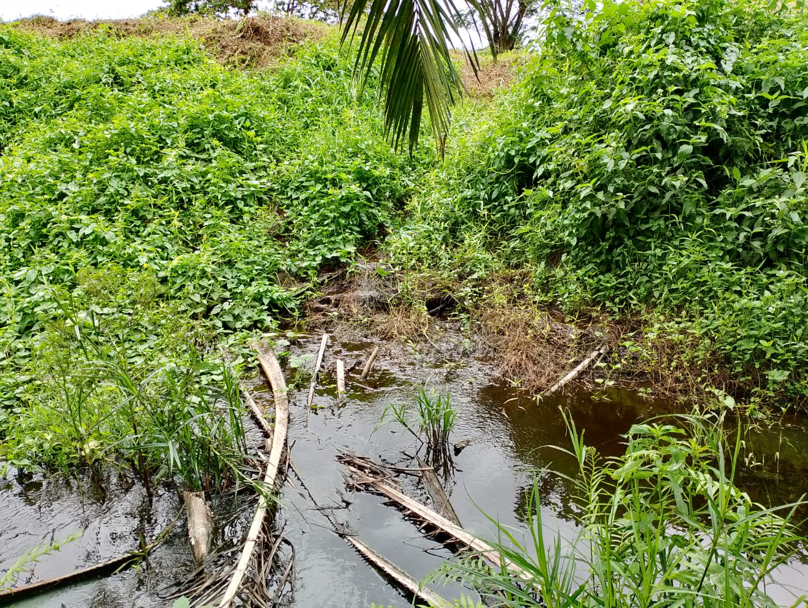 Limbah pabrik PT SGN yang mengalir ke parit warga dan masuk ke Sungai Retik. (DETAIL/Daryanto)