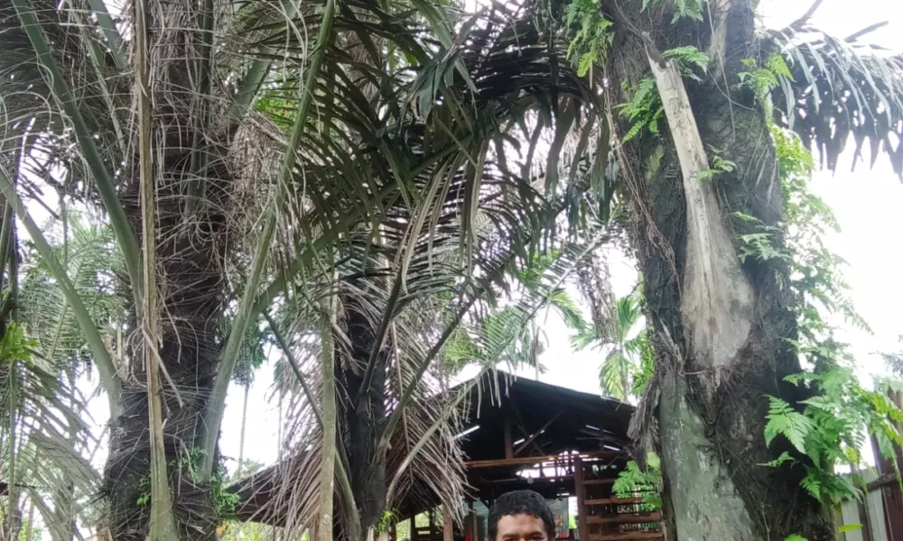 Afrinal Sitepu selaku pengelola kebun aren dan produsen minuman segar "Nira Aren Berkah". (DETAIL/Heno)