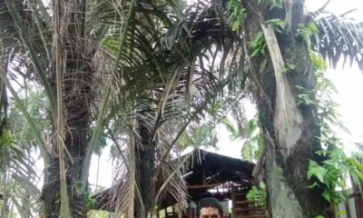 Afrinal Sitepu selaku pengelola kebun aren dan produsen minuman segar "Nira Aren Berkah". (DETAIL/Heno)